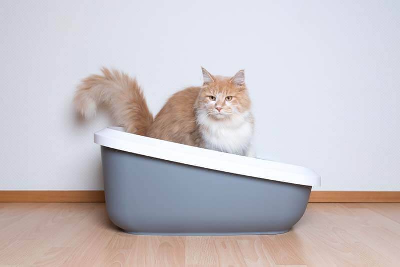 Кот часто ходит в туалет по-маленькому: причины и лечение частого  мочеиспускания у кошек