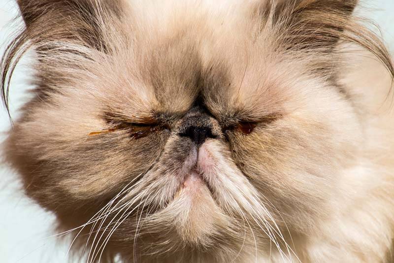 у шотландской кошки слезятся глаза коричневым цветом что делать