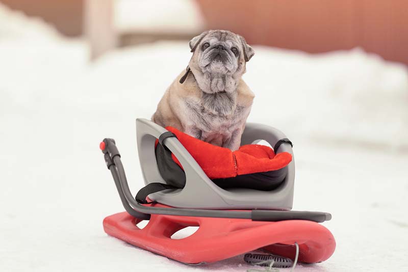 животные не могут контролировать поездку или крепко держаться на санях