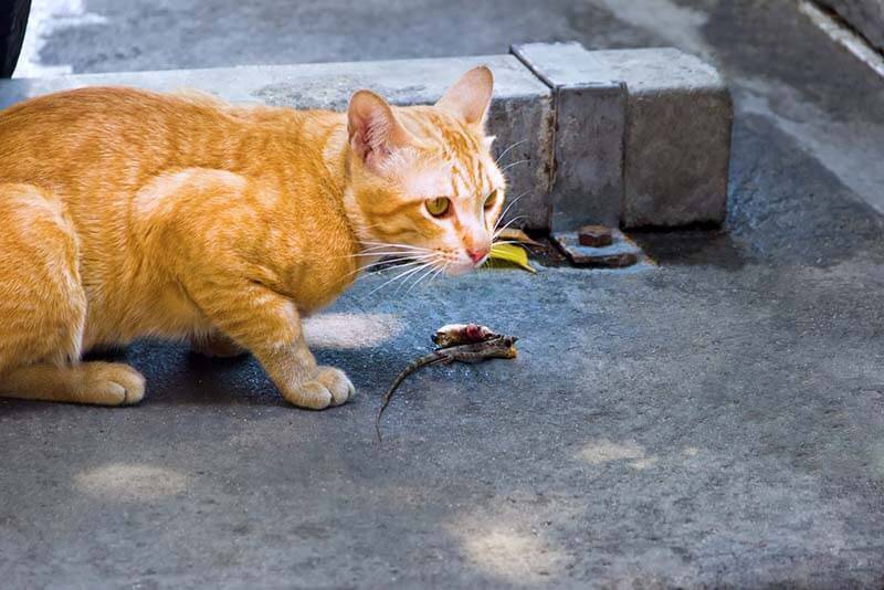 Глисты у кошек: симптомы и признаки, как выглядят, виды и лечение гельминтов
