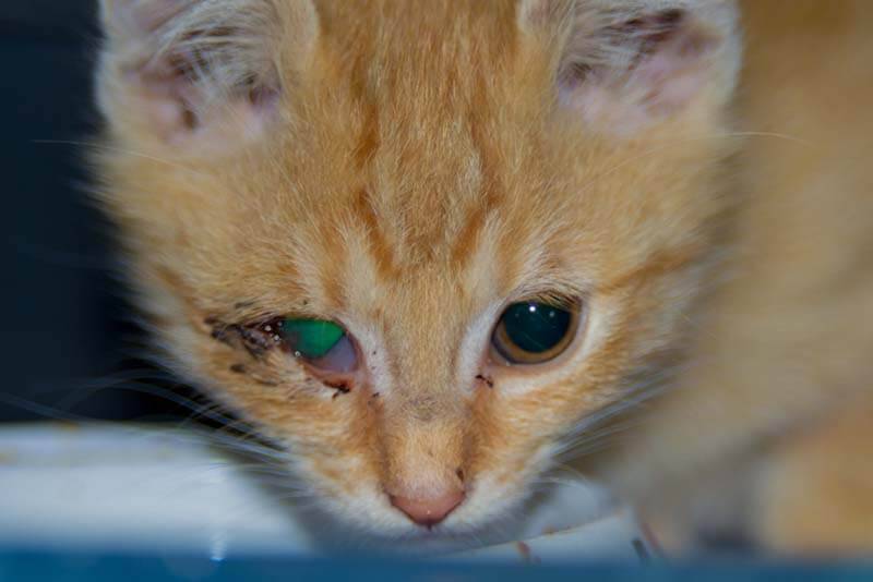 Третье веко у кошки: воспаление, выпадение, как и чем лечить эти и другие  патологии
