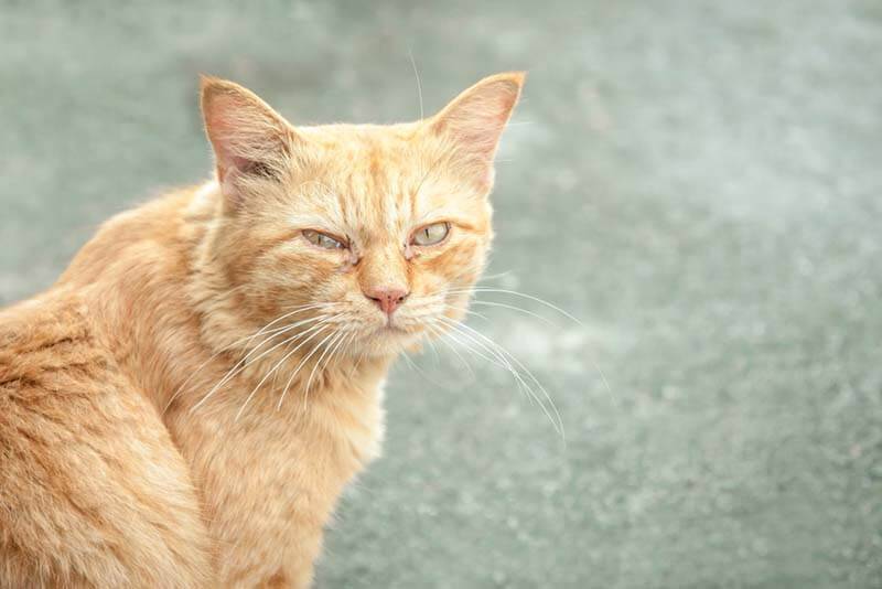Синдром красного глаза у кошек и собак