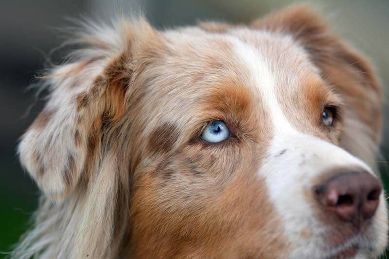 Австралийская овчарка с голубыми глазами