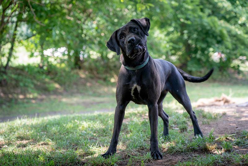 согласно исследованиям, собаки наклоняют голову чаще, когда слышат обозначение знакомых предметов