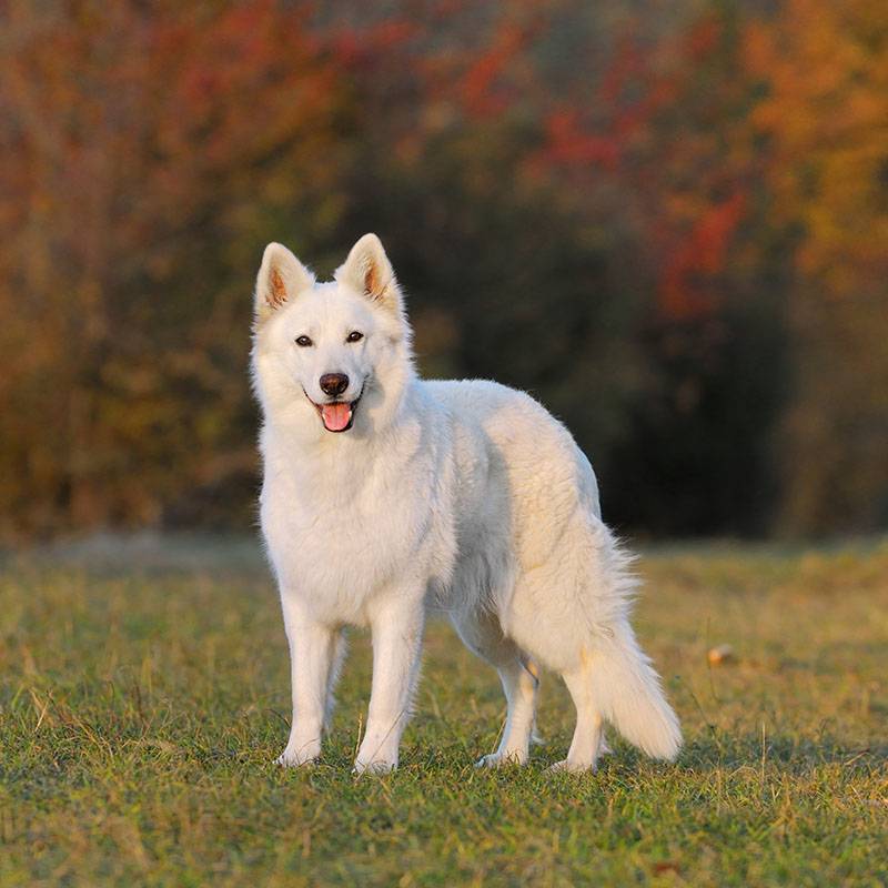 Белая швейцарская овчарка: все о породе, описание собаки, фото