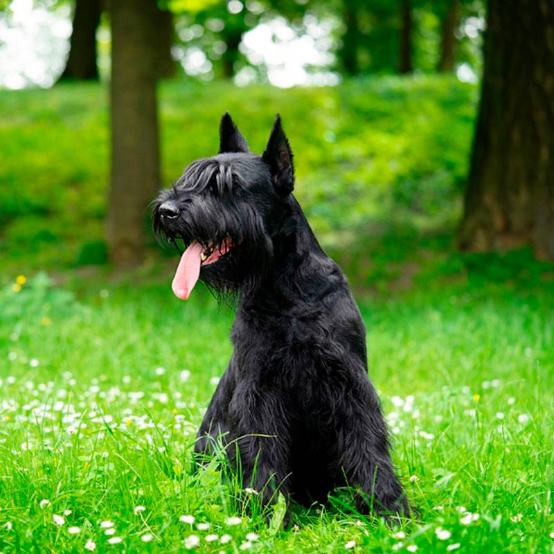 Ризеншнауцер: характеристики породы, фото собаки и описание