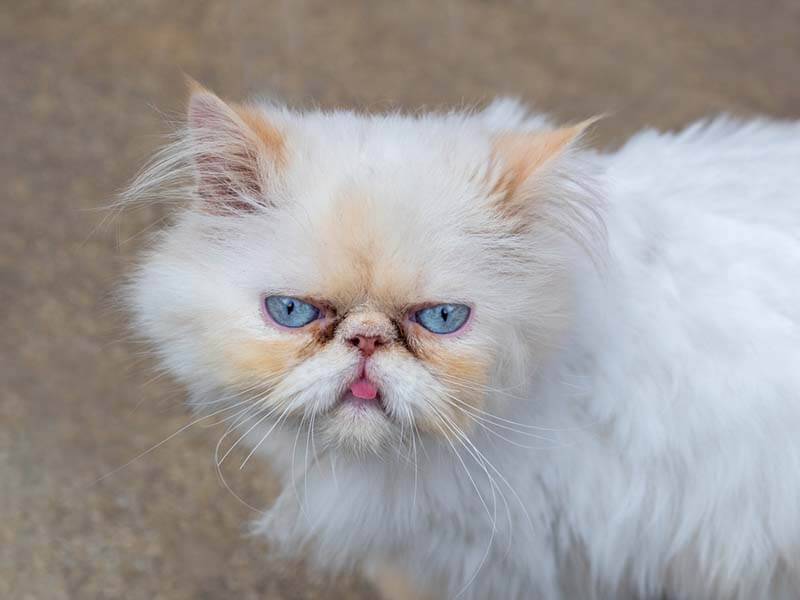 Почему кошка высовывает язык: причины и объяснения