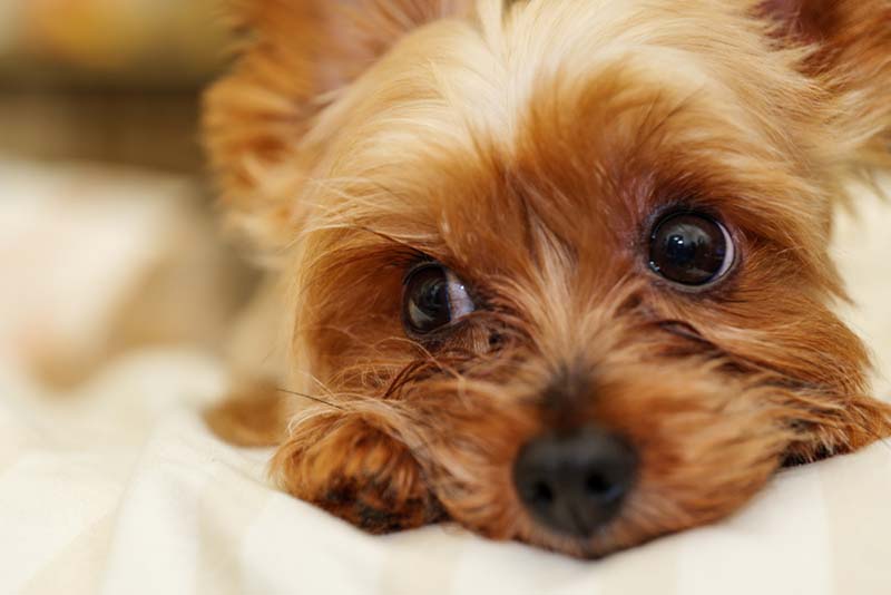 у людей, у собак и волков лицевые мышцы в основном состоят из быстро сокращающихся волокон