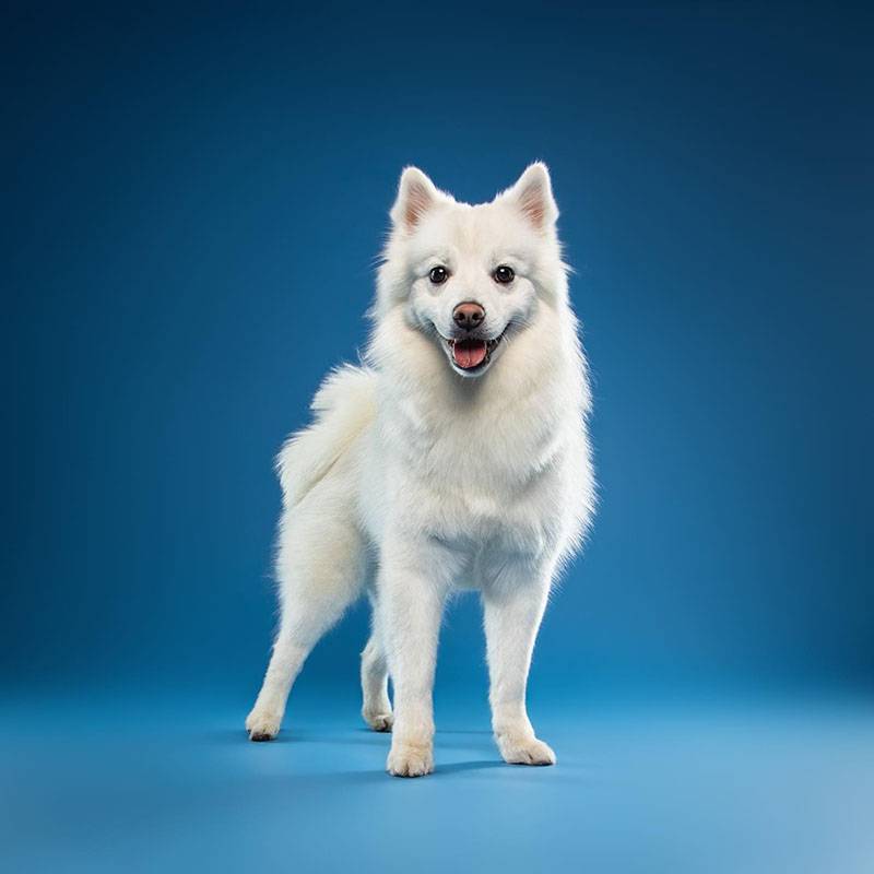 Помски - все о породе собаки: фото, характер, правила ухода и содержания -  Petstory