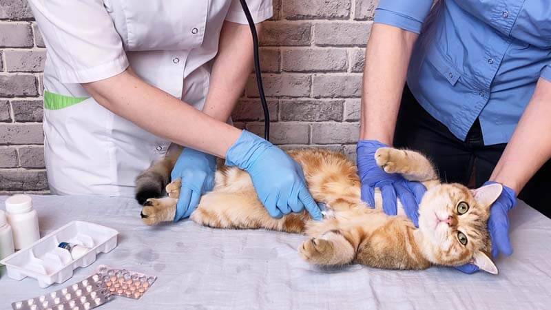 ветеринар обследует кота с плохим аппетитом для подбора лечения