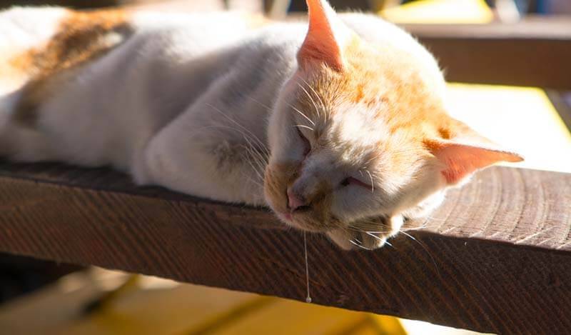 У кота текут слюни изо рта: почему и что делать при повышенном  слюноотделении