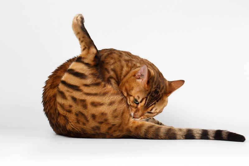 Почему кошка ездит по ковру на попе: причины и объяснения