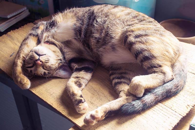 Кот храпит во сне: почему, нормально ли это и что делать?