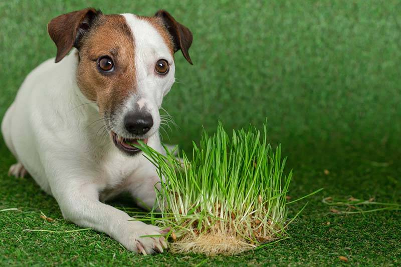 собака может есть траву из-за дефицита клетчатки
