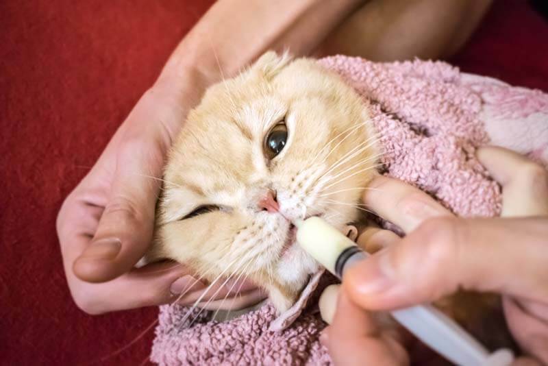 Как дать кошке таблетку или напоить лекарством из шприца: 4 способа
