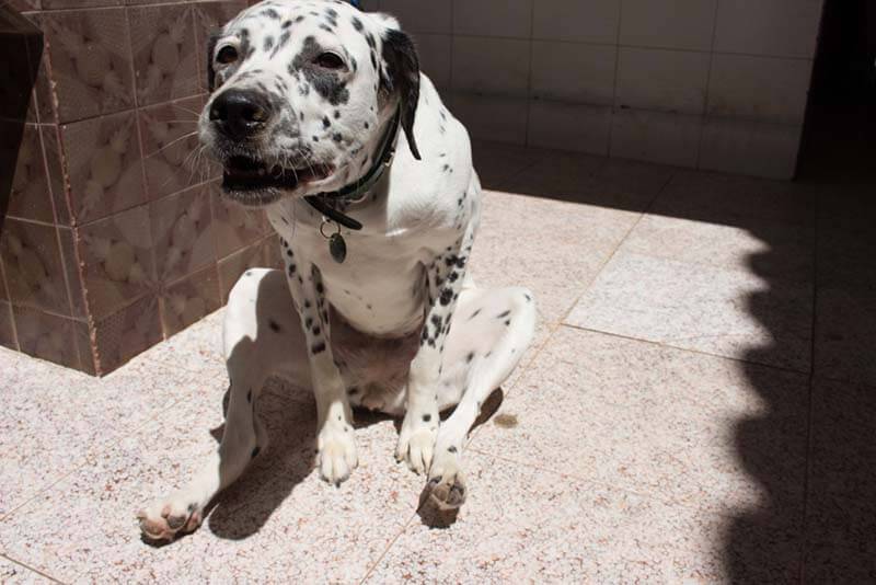 Почему собака ездит на попе: причины и лечение