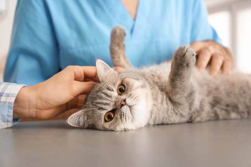 Симптомы частого мочеиспускания у кошки