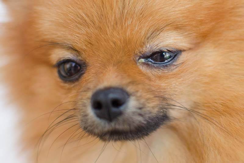 из-за конъюктивита у собаки могут гноиться глаза 