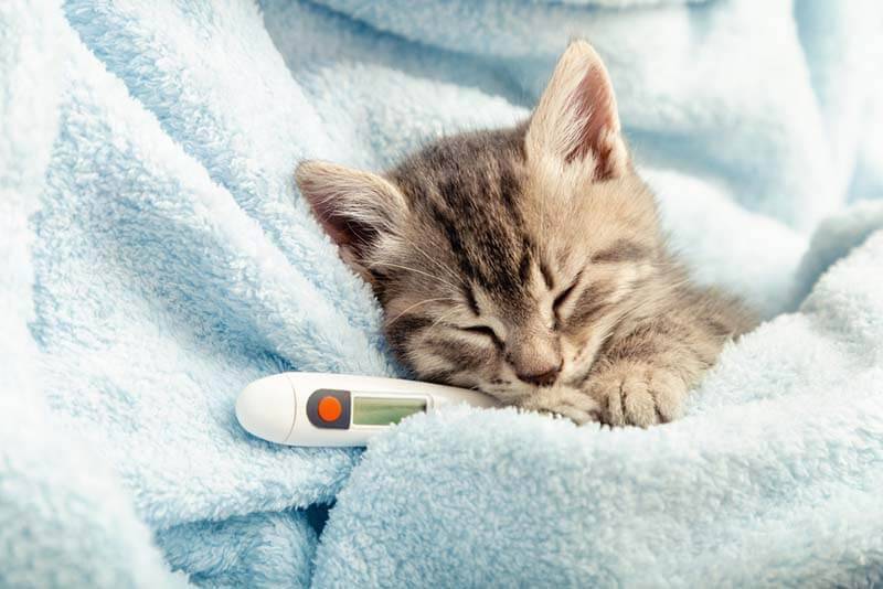 Температура тела у кошек: нормальная, высокая, низкая – причины и что делать