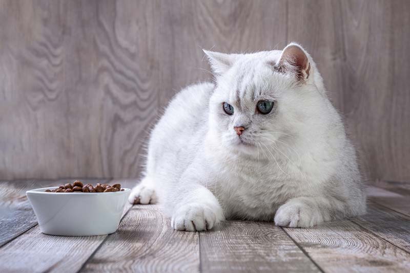 если кот избегает своей миски с едой, возможно у него усталость усов