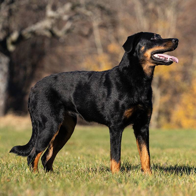 БОСЕРОН: Фото, описание, характер, цена собаки, отзывы - все о породе Босерон