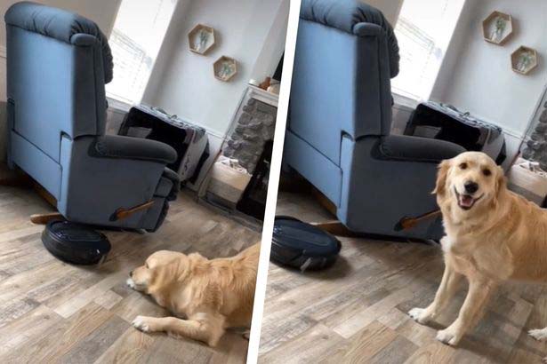 золотистый ретривер Ремми — он подружился с роботом-пылесосом своего хозяина