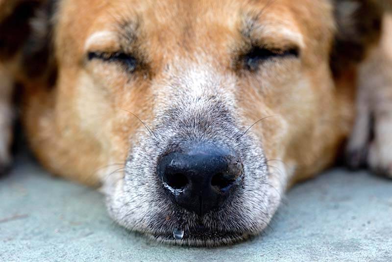 Гнойные выделения из носа у собак. Ветеринарная клиника 