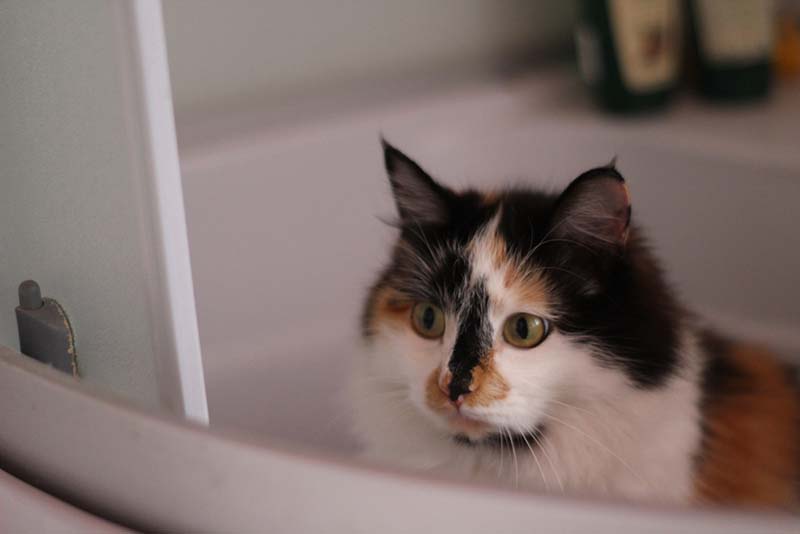 ваши питомцы наблюдают за вами в душе?