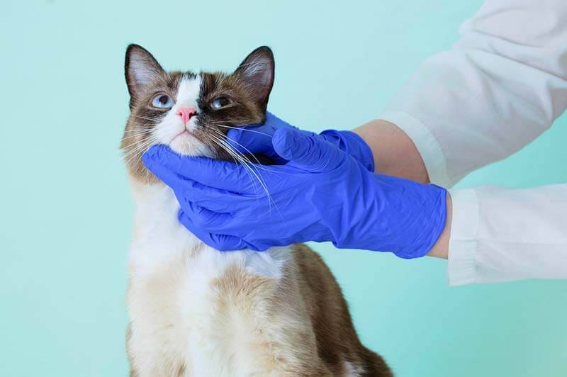 Простуда у кошек: симптомы, как и чем лечить, если кот простыл