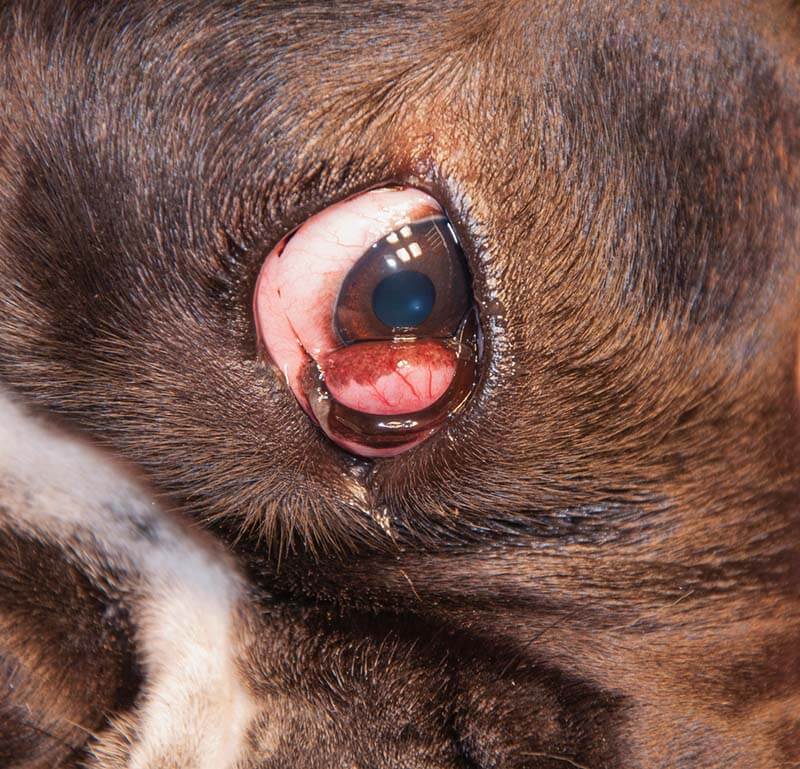 эверсия хряща третьего века у собаки