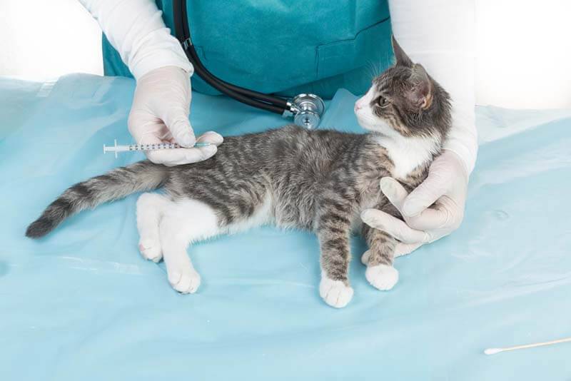 ревакцинацию от парвовируса кошкам проводят через год от первичных введений