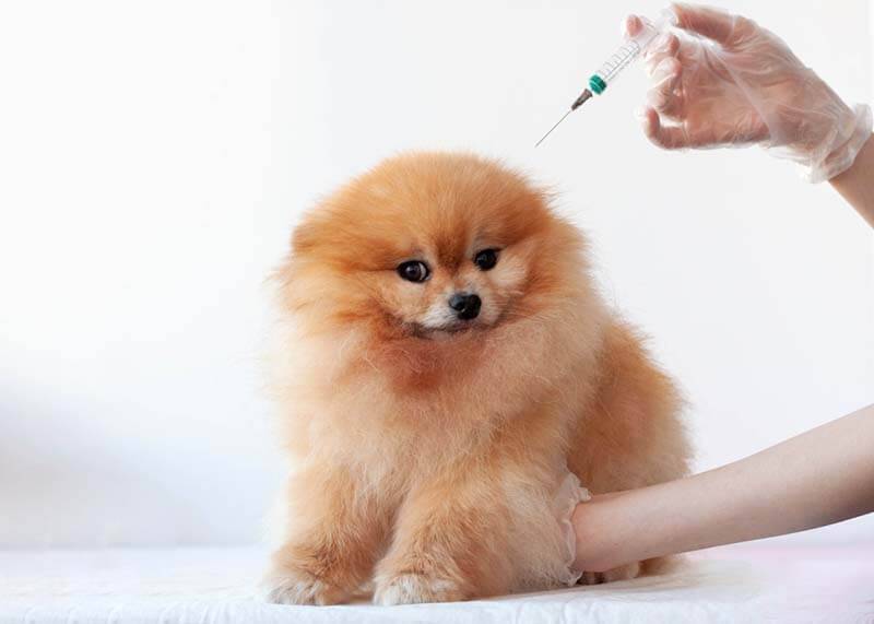 собаке делают прививку от бешенства