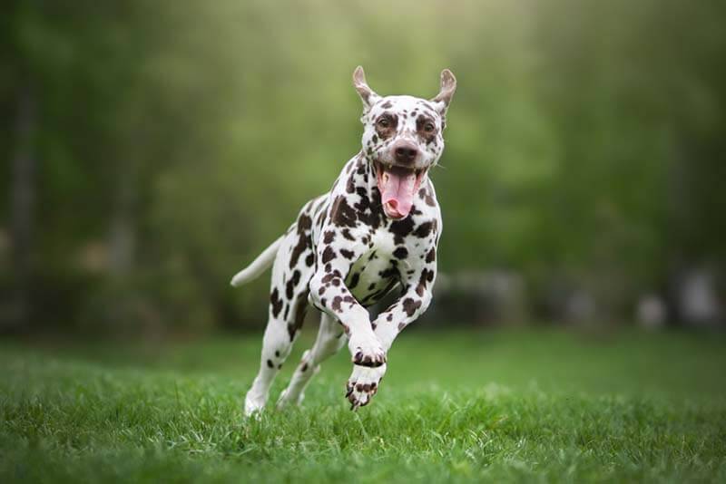 Самая быстрая собака в мире: Топ-15 пород