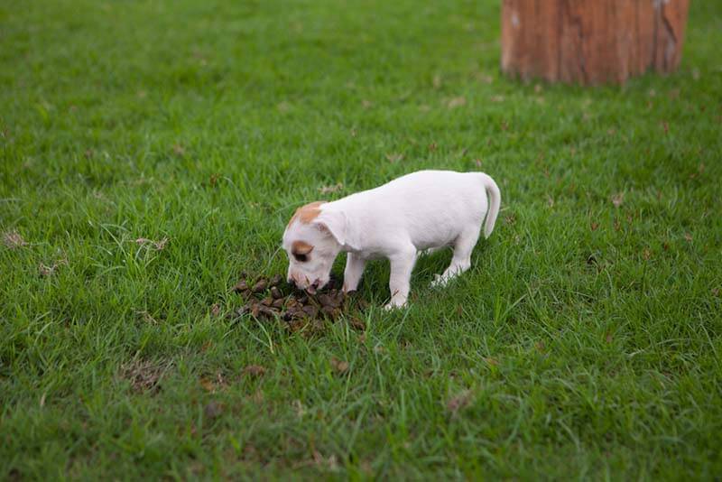 щенок ест кал, копируя поведение взрослой собаки