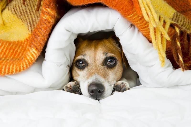 плохой аппетит у собаки может быть вызван усталостью или стрессом