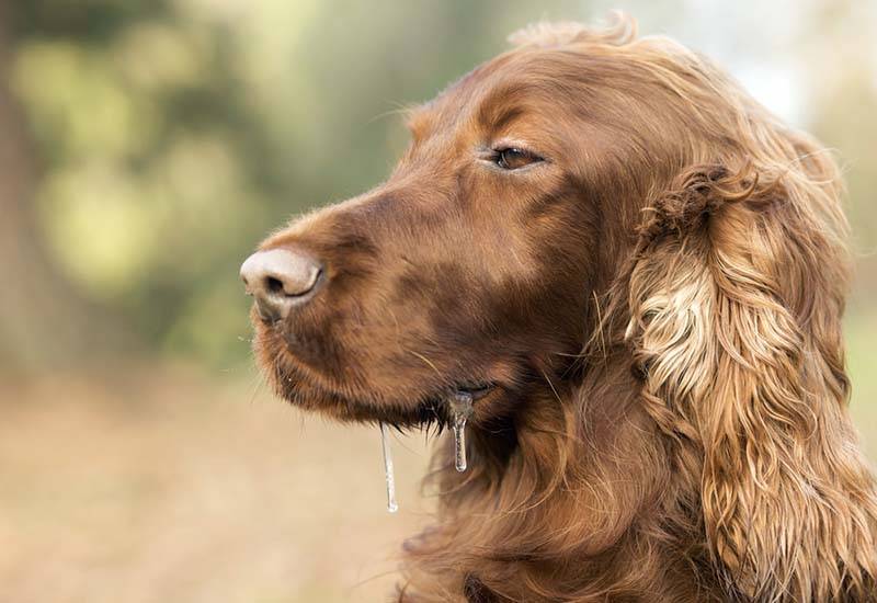 У собаки опухла вся морда или щека: почему и что делать при отеке?