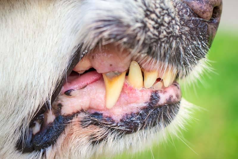 Гингивит у собак: почему кровоточат десны, лечение воспаления
