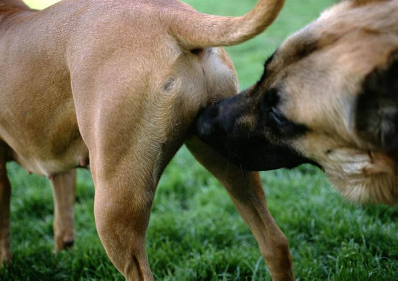 Doggy Cock