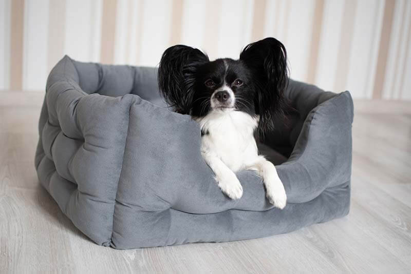 Папильон на лежанке