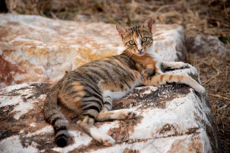 Сококе — редкая порода котов, напоминающих гепардов