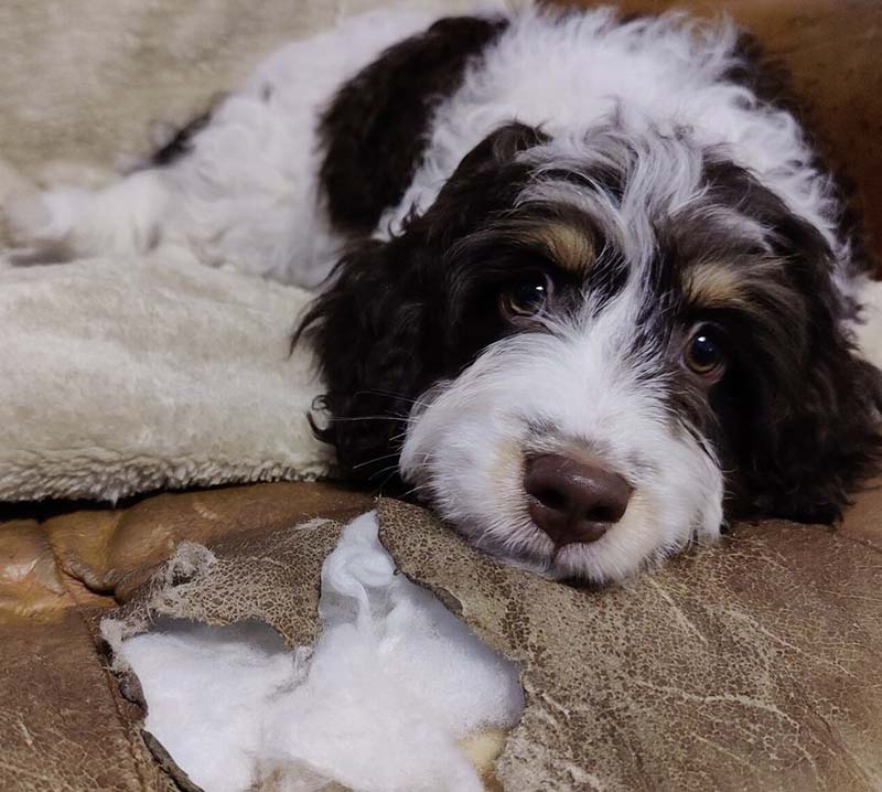 Шелби прогрыз зияющую дыру в кожаном диване хозяина