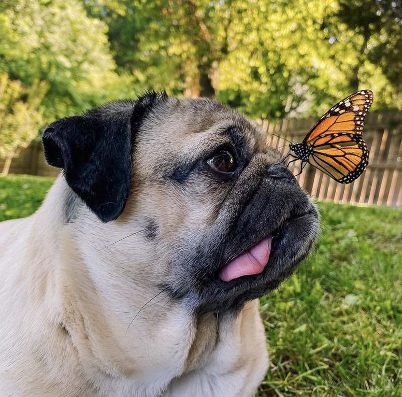 аккаунт мопса Доуга в Instagram (Meta* признана экстремиcтской организацией)  насчитывает более 13 миллионов подписчиков