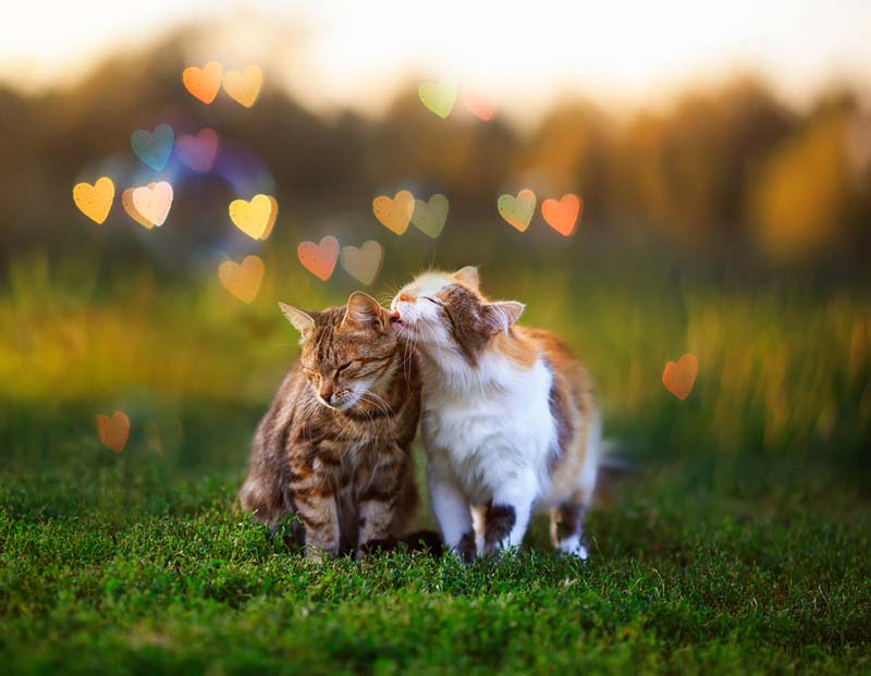 После нескольких удачных свиданий питомцев, каждый, наблюдавший за их отношениями, соглашался, что кошкам суждено быть вместе