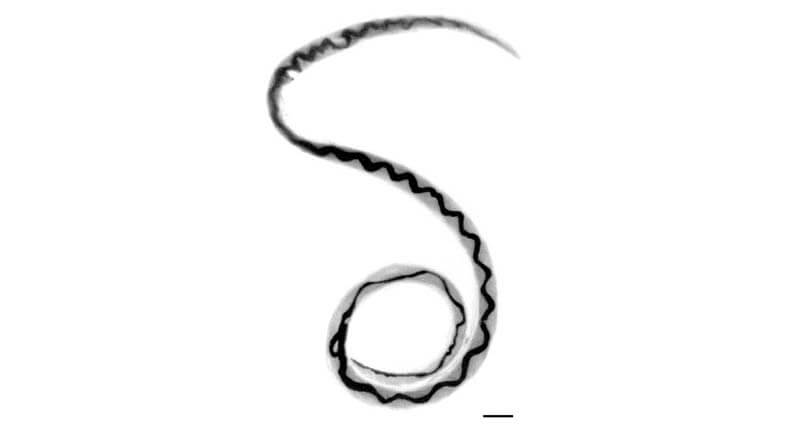 элуростронгилус относится к кошачьим глистам, паразитирующим в легких