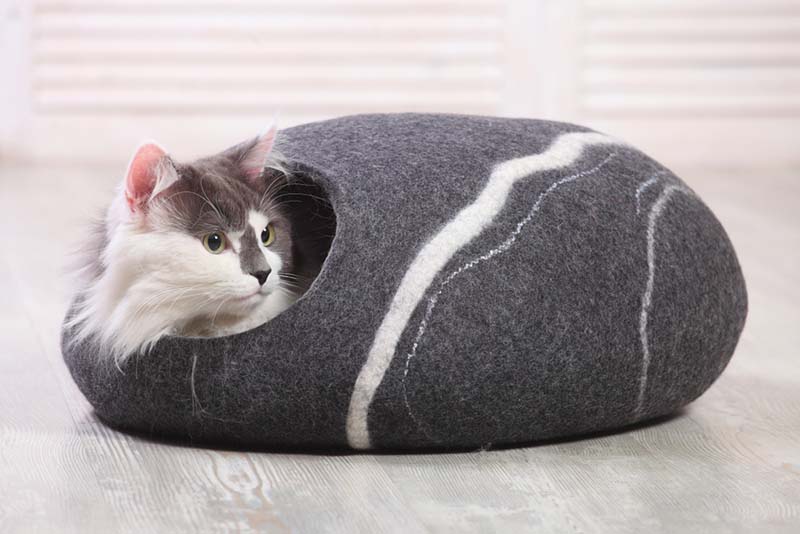 кошки и другие пугливые животные из приютов чувствуют себя увереннее, если у них есть место, где спрятаться