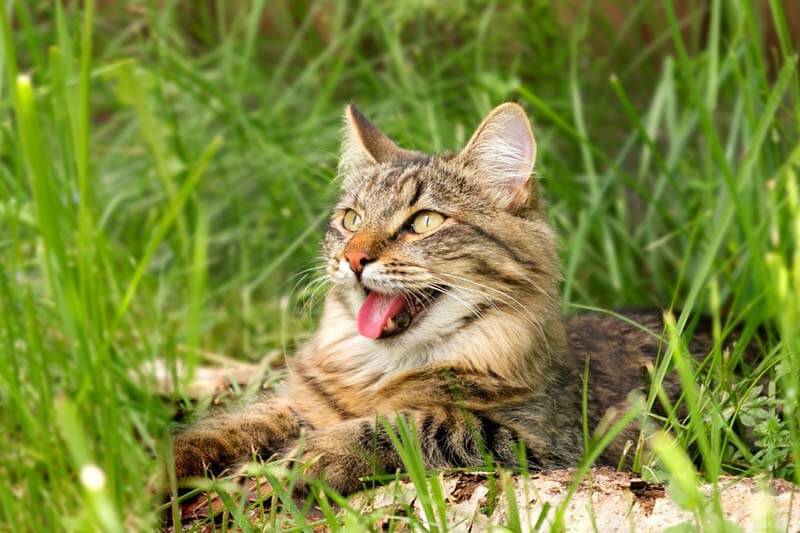 Почему кошка высовывает и показывает кончик языка – 10 причин