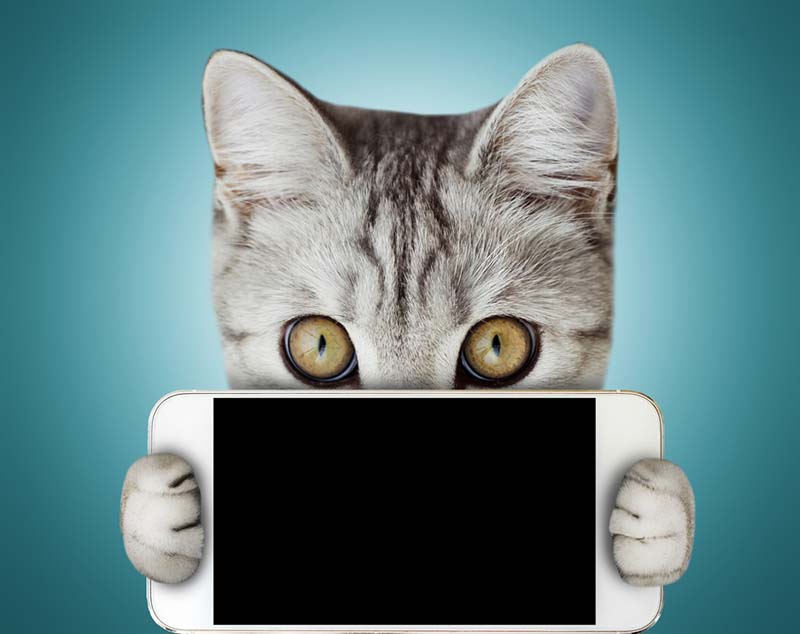 кошки, которые воспитывались в семьях, дольше останавливали внимание на изображениях животных, чьё имя было названо неправильно