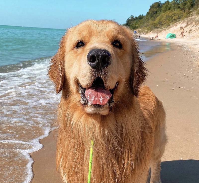 У золотистого ретривера Такера более 10 миллионов продписчиков в TikTok