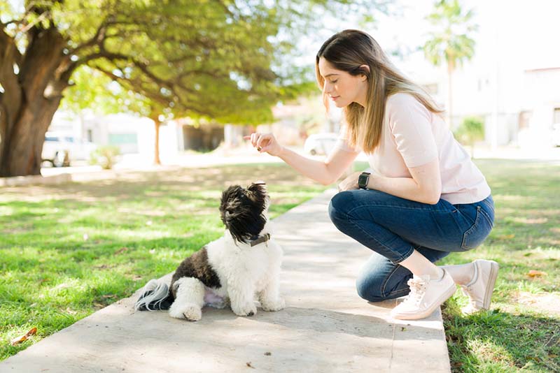 Если собака хорошо обучена, она может смотреть на вас в ожидании команды