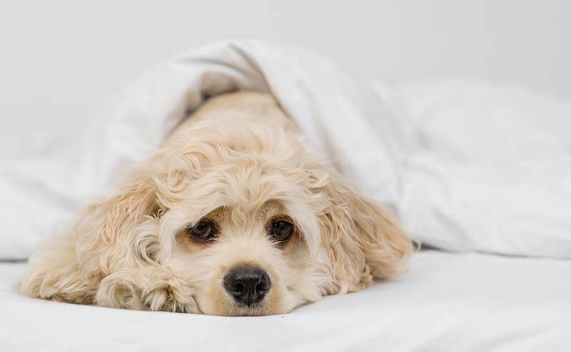 Понос у щенка — причины и лечение расстройства пищеварения
